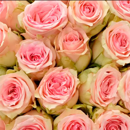 101 Sudoku roses (Kenya) – order with delivery