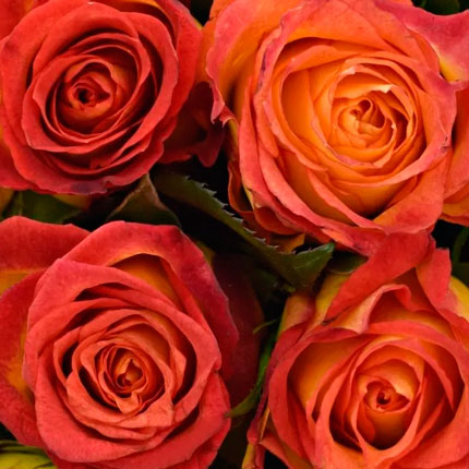 15 roses Catch (Kenya) - order with delivery