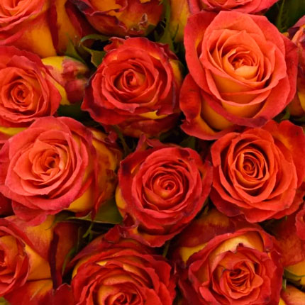 35 roses Catch (Kenya) - order with delivery