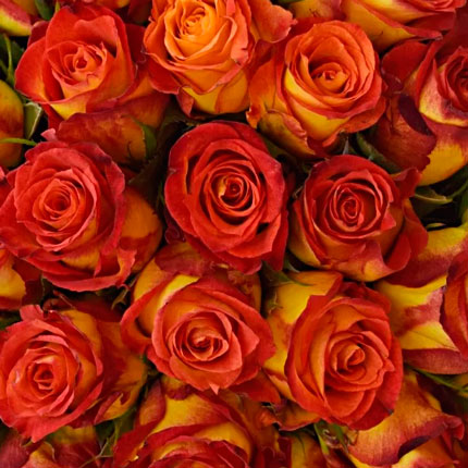 101 roses Catch (Kenya) - order with delivery