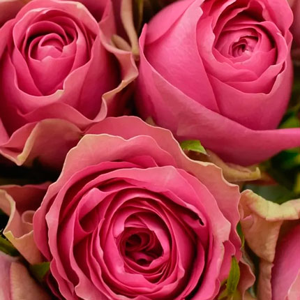 21 рожева троянда Shiary (Кенія) - замовити з доставкою
