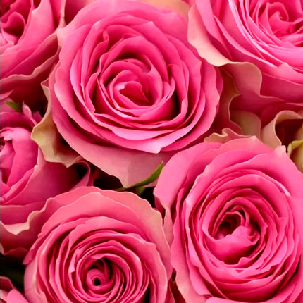 35 рожевих троянд Shiary (Кенія) - замовити з доставкою