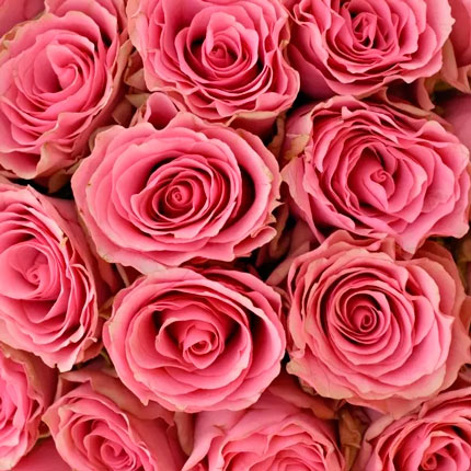 21 троянда Lovely Rhodos (Кенія) - замовити з доставкою