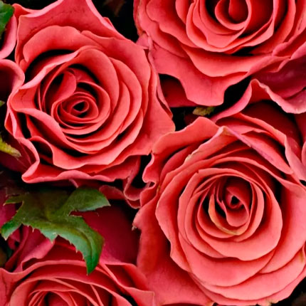 15 роз Pink Tacazzi (Кения) - заказать с доставкой