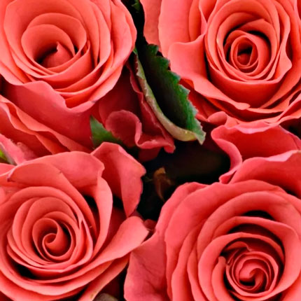 21 роза Pink Tacazzi (Кения) - заказать с доставкой