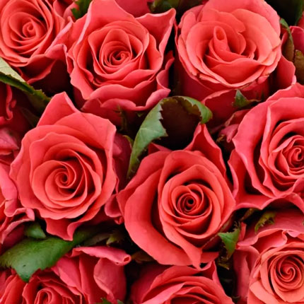 51 троянда Pink Tacazzi (Кенія) - замовити з доставкою