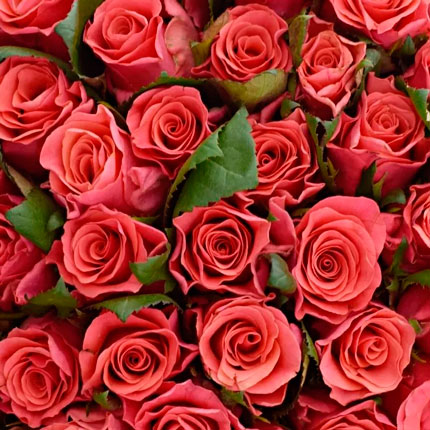 101 троянда Pink Tacazzi (Кенія) - замовити з доставкою