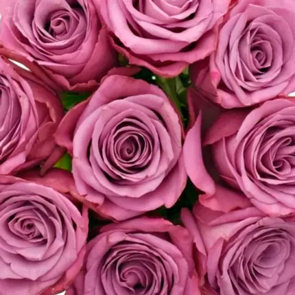 9 roses Maritim (Kenya) – order with delivery