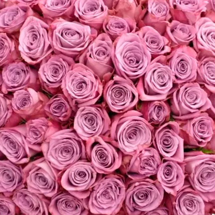 101 roses Maritim (Kenya) - order with delivery