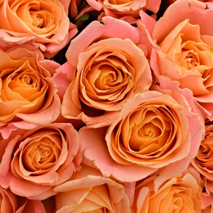 51 роза Мисс Пигги (Кения) - заказать с доставкой