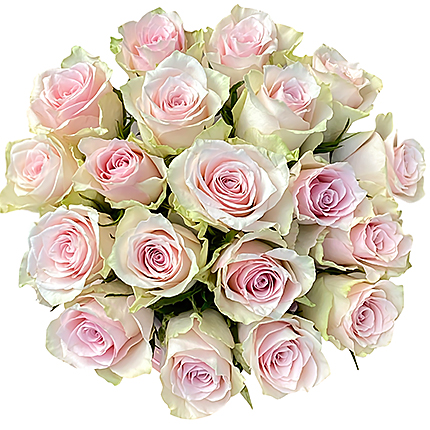 Квіти в коробці “19 троянд Pink Athena” - доставка по Україні