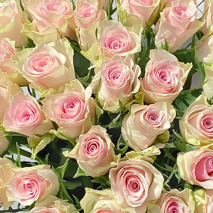 35 Pink Athena roses – order with delivery