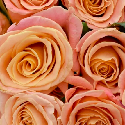 Букет "21 троянда Міс Піггі" - замовити з доставкою