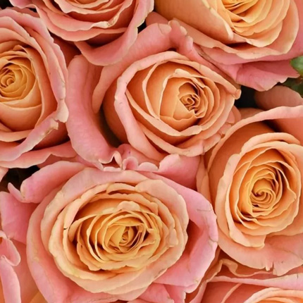 Букет "15 троянд Міс Піггі" – замовити з доставкою