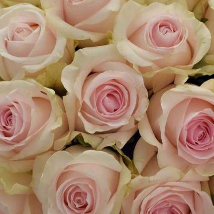 Букет "21 роза Revival Sweet" – заказать с доставкой