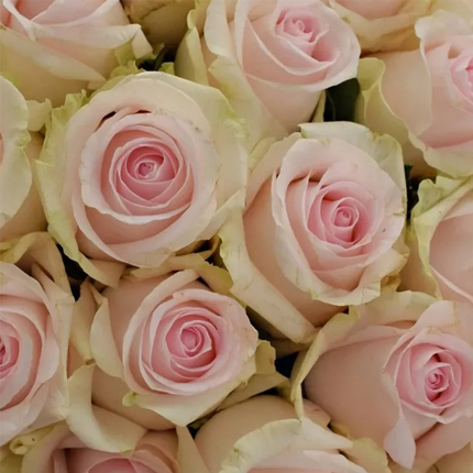 Букет “35 троянда Revival Sweet” - замовити з доставкою