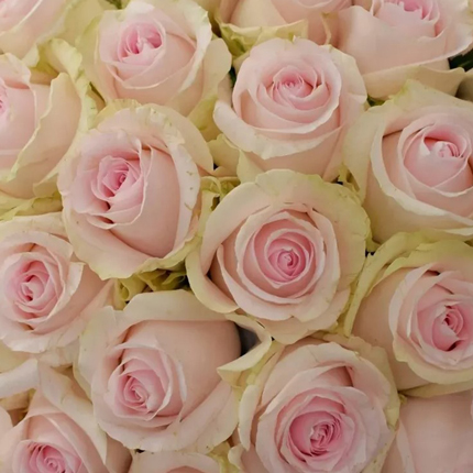 Букет “51 троянда Revival Sweet” - замовити з доставкою