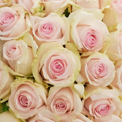 Букет “101 троянда Revival Sweet” - замовити з доставкою
