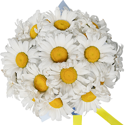 "19 sunny daisies" composition – order with delivery