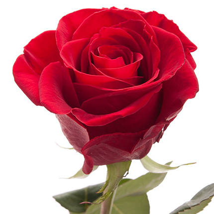 Bouquet of red roses – delivery in Ukraine