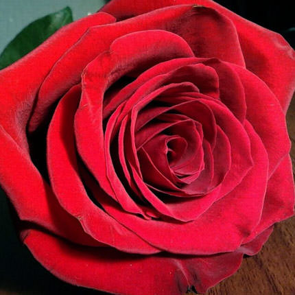 Рози "Для коханої" - замовити з доставкою