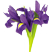 Irises