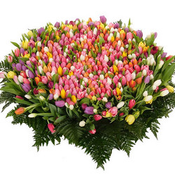 501 разноцветный тюльпан