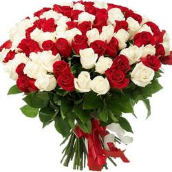101 red and white rose