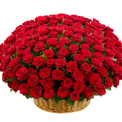 301 red roses