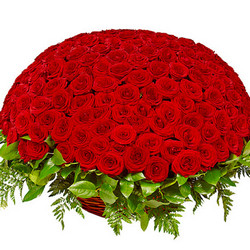 251 red roses