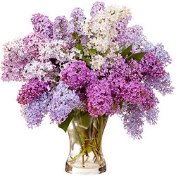 25 branches of fragrant lilacs
