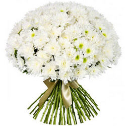 51 white chrysanthemums