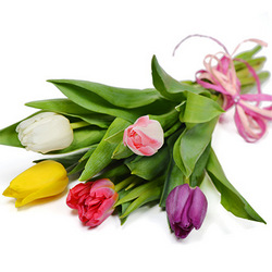 5 разноцветных тюльпанов