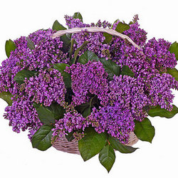 Basket "Aromatic lilac"