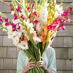 35 multi-colored gladioluses