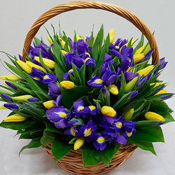 Basket of 25 yellow tulips with irises