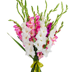 25 multicolored gladioluses!
