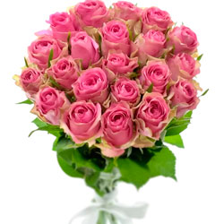 21 розовая роза Shiary (Кения)