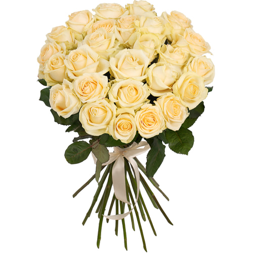 25 cream roses 50 cm